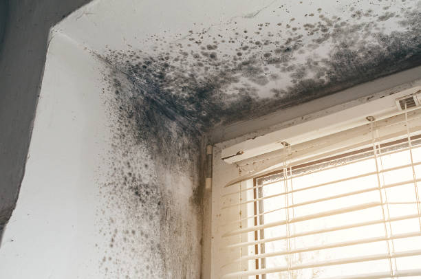Affordable Bathroom Mold Removal solutions in Richwood, NJ